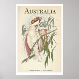 Vintage Australian Galah Poster