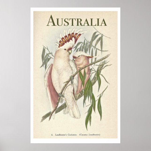 Vintage Australian Galah Poster (Frente)