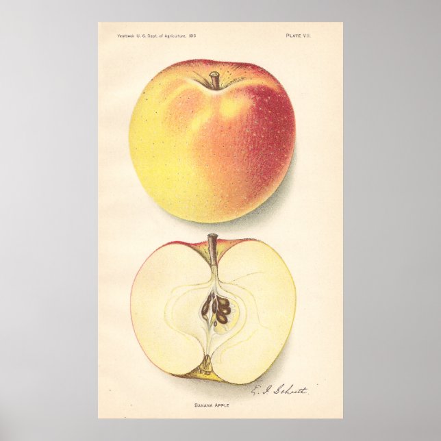 Vintage Banana Apple Poster (Frente)