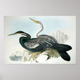 Vintage Bird Art Poster