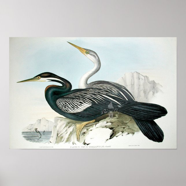 Vintage Bird Art Poster (Frente)