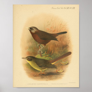 Vintage Bird Brown Yellow Impressão