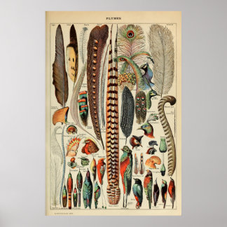 Vintage Bird Feather Impressão Plumes Wall Art Dec