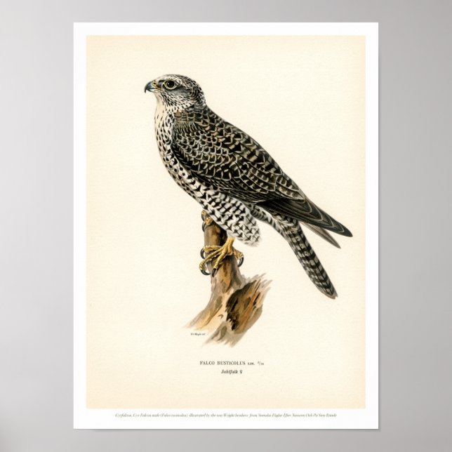 Vintage Bird Illustration - Gyr Falcon Poster (Frente)
