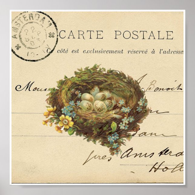 Vintage Bird Nest French Postcard Art Impressão (Frente)