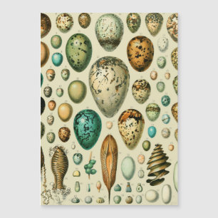 Vintage Bird Ovos de Peixes Franceses