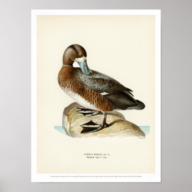 Vintage Bird Poster - Maior Scaup (Frente)