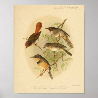 Vintage Bird Red Yellow Impressão