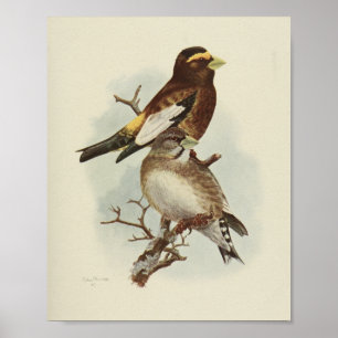 Vintage Bird Yellow Impressão