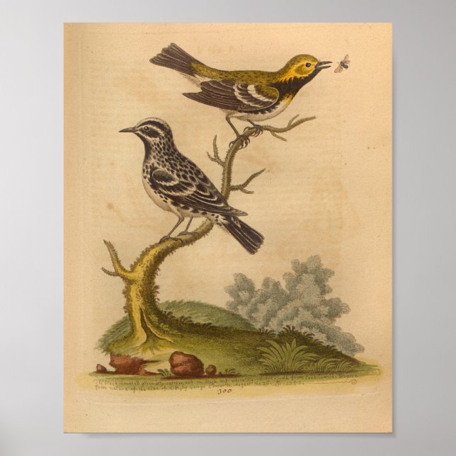 Vintage Bird Yellow Impressão (Frente)