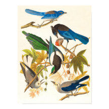 Vintage Birds Impressão