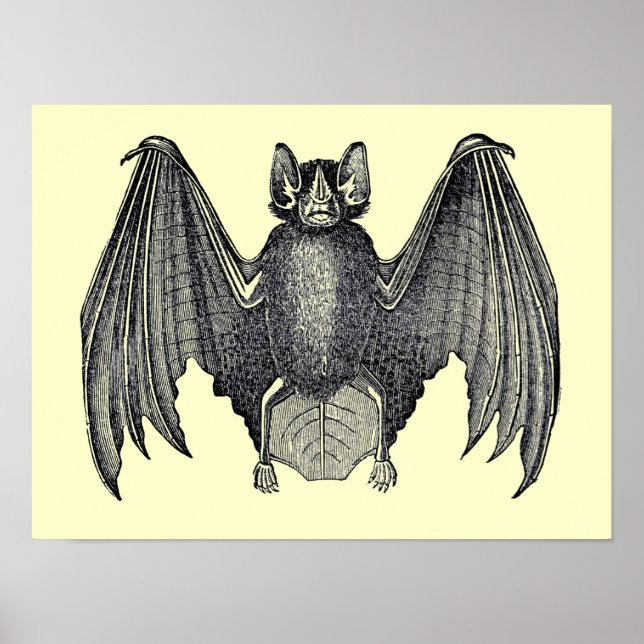 Vintage Black and White Bat Poster (Frente)