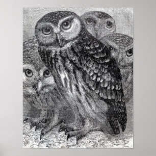 Vintage Black and White Owl Poster