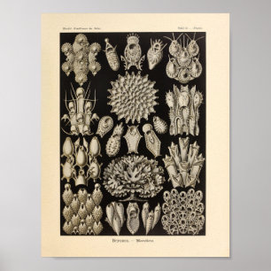 Vintage Black Ernst Haeckel Ocean Life Impressão