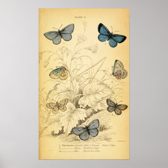 Vintage Blue Butterflies Poster (Frente)