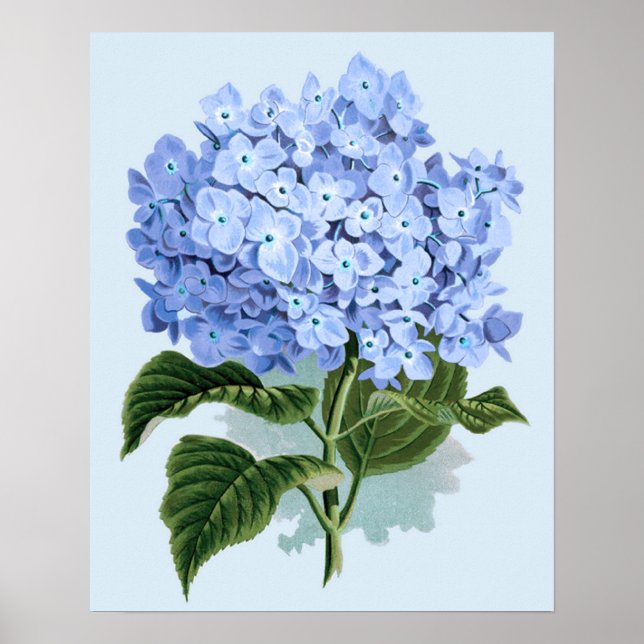 Vintage Blue Hydrangea Poster (Frente)