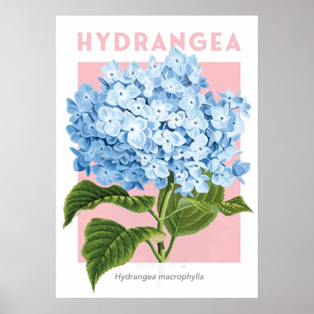 Vintage Blue Hydrangea Poster (Frente)