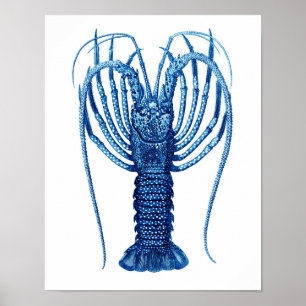 Vintage Blue Lobster Natural History Art Impressão