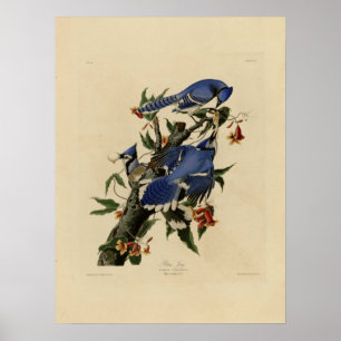 Vintage Bluebird Painting Poster