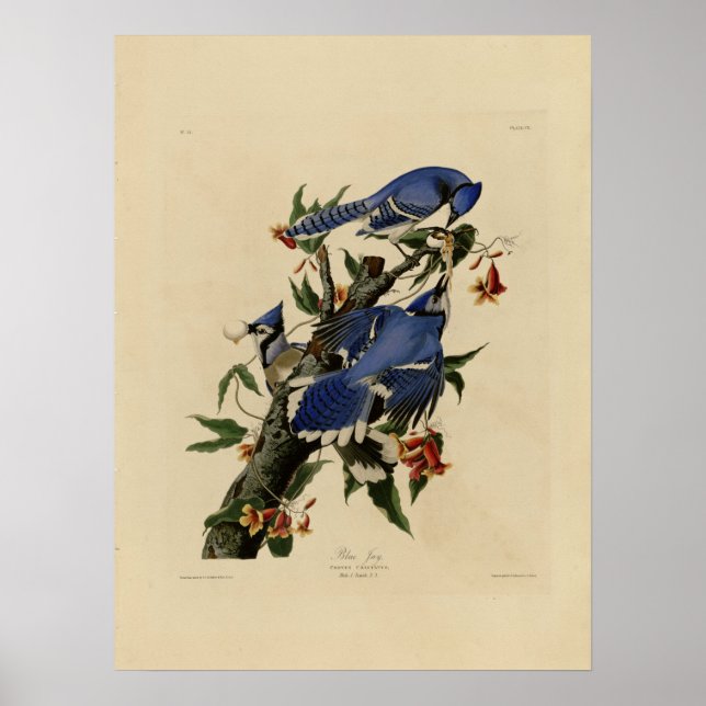 Vintage Bluebird Painting Poster (Frente)