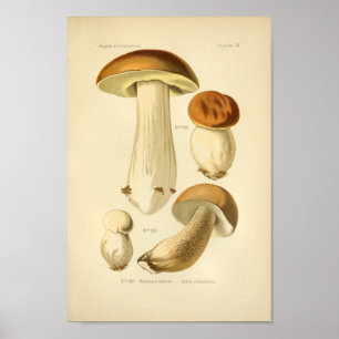 Vintage Boletus Brown Mushrooms Art Impressão fra