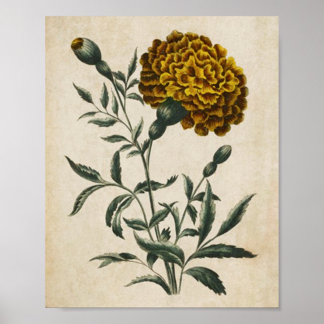 Vintage Botânica Floral African Marigold Impressão (Frente)