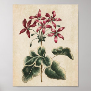 Vintage Botânica Floral Impressão de Gerânio