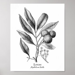 Vintage Botânica Ilustração Litchi Poster