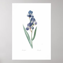 VINTAGE BOTÂNICA "IRIS" REDOUTÉ POSTER