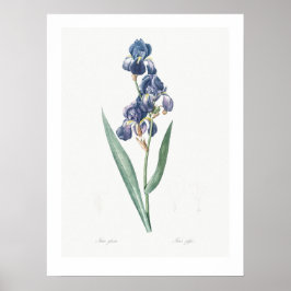 VINTAGE BOTÂNICA "IRIS" REDOUTÉ POSTER