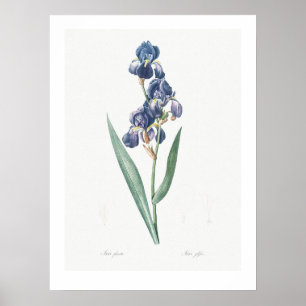 VINTAGE BOTÂNICA "IRIS" REDOUTÉ POSTER