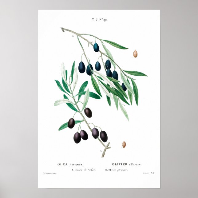 VINTAGE BOTÂNICA "OLIVE" REDOUTÉ POSTER (Frente)