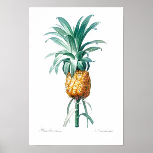 VINTAGE BOTÂNICA "PINEAPPLE" REDOUTÉ POSTER