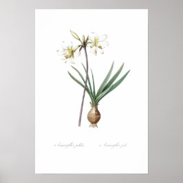 VINTAGE BOTANICAL BELLADONNA LILY POSTER