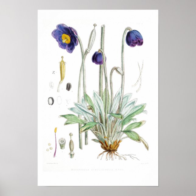 VINTAGE BOTANICAL "BLUE POPPY" REDOUTÉ POSTER (Frente)