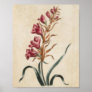 Vintage Botanical Floral Foxglove Impressão