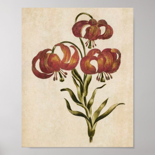 Vintage Botanical Floral Mountain Lily Impressão (Frente)