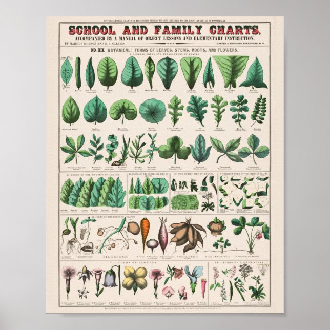 Vintage Botanical: forma Poster (Frente)
