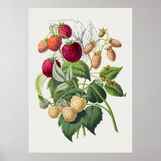 Vintage Botanical Illustration Poster (Frente)