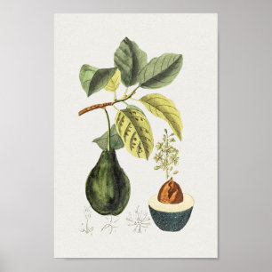 Vintage Botanical Illustration Poster