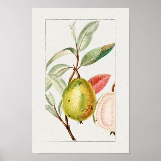 Vintage Botanical Illustration Poster (Frente)