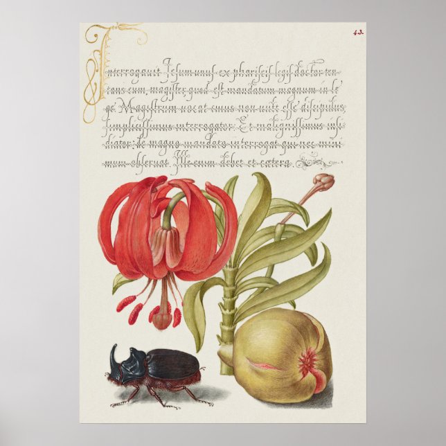 Vintage Botanical Illustration Poster (Frente)