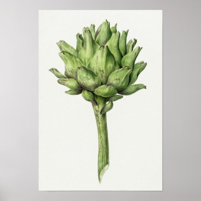 Vintage Botanical Illustration Poster (Frente)