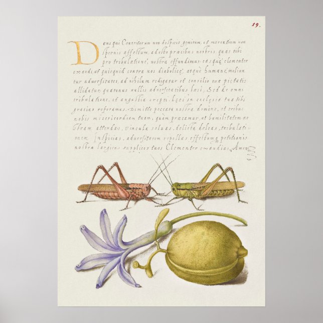 Vintage Botanical Illustration Poster (Frente)