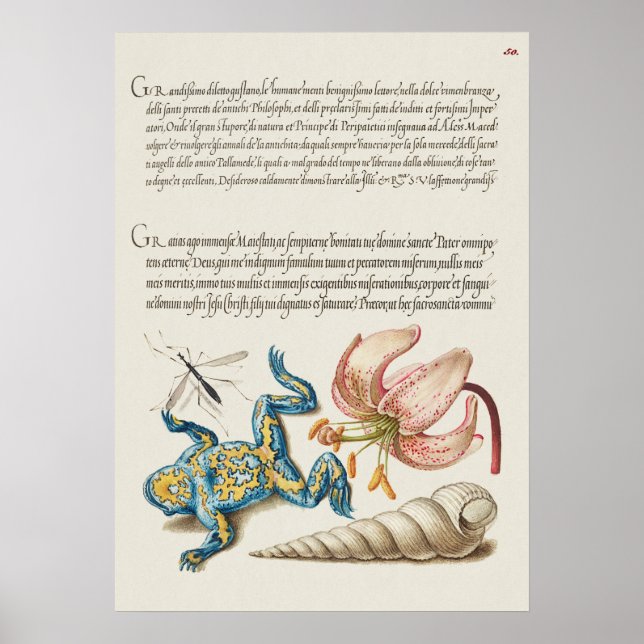 Vintage Botanical Illustration Poster (Frente)