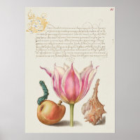 Vintage Botanical Illustration Poster