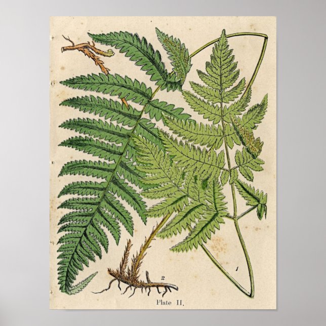 Vintage Botanical Impressão - Ferns (Frente)
