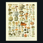 Vintage Botanical Impressão Mushroom Science Poste<br><div class="desc">Reprodução da famosa ilustração do cogumelo Adolphe Millot,  de 1909,  intitulada 'Champignons'</div>