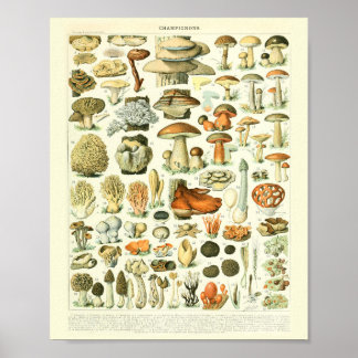 Vintage Botanical Impressão Mushroom Science Poste