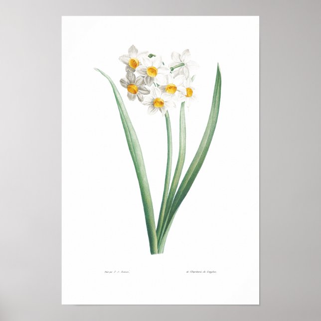 VINTAGE BOTANICAL NARCISSUS POSTER (Frente)